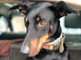LUIVI Doberman 3 ans adore les calins à adopter