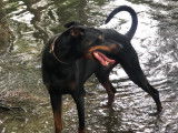 LUIVI Doberman 3 ans adore les calins à adopter