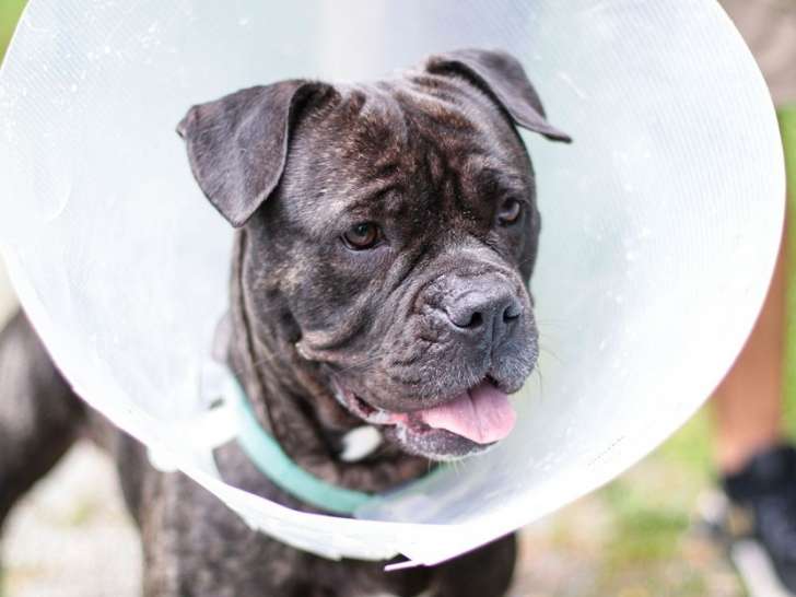 Chien de 2 ans à adopter