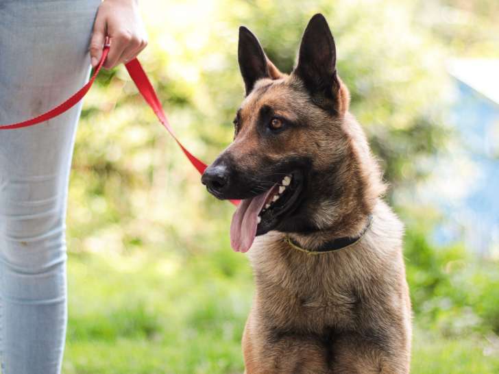 Chien Malinois fauve de 2 ans à adopter