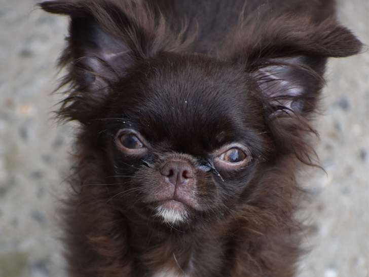 Magnifique petit mâle Chihuahua chocolat dark à vendre