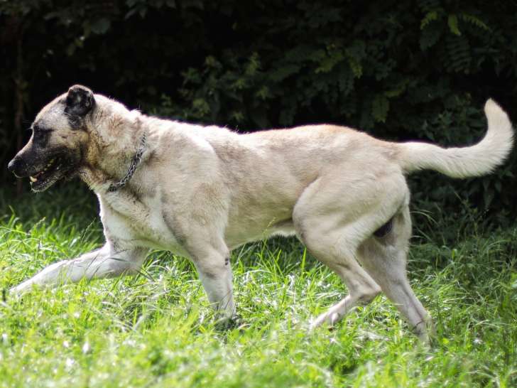 Chienne Berger d'Anatolie de 8 ans à donner