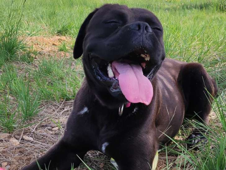 Chienne d'un an et demi à adopter