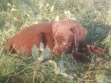 Une femelle Labrador chocolat LOF à vendre