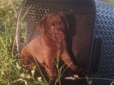 Une femelle Labrador chocolat LOF à vendre
