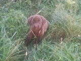 Une femelle Labrador chocolat LOF à vendre