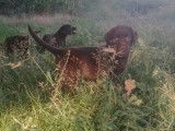 Une femelle Labrador chocolat LOF à vendre