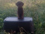 Une femelle Labrador chocolat LOF à vendre