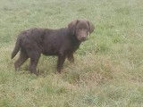 Une femelle Labrador chocolat LOF à vendre