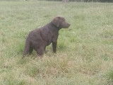 Une femelle Labrador chocolat LOF à vendre