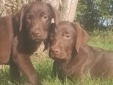 Une femelle Labrador chocolat LOF à vendre