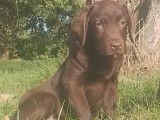 Une femelle Labrador chocolat LOF à vendre