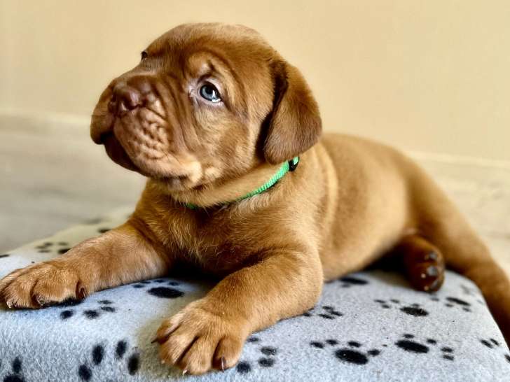 Chiots Dogue de Bordeaux à vendre