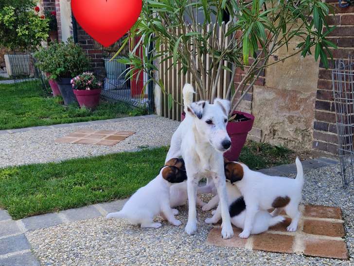 Magnifiques chiots Fox terrier à poil lisse LOF à vendre