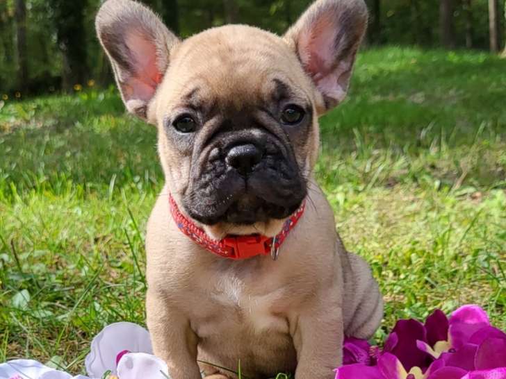 1 magnifique chiot Bouledogue Français à réserver
