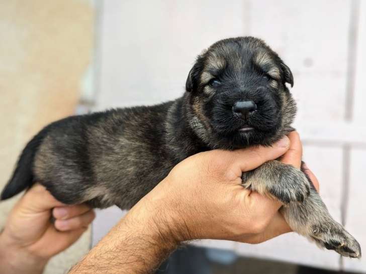 8 chiots Bergers Allemands LOF, de juillet 2023, à réserver