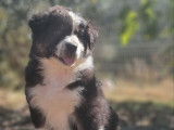 À réserver, 5 chiots Bergers Australiens LOF