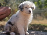 À réserver, 5 chiots Bergers Australiens LOF
