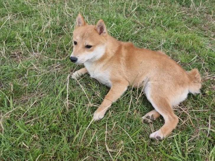 Un chien Shiba Inu LOF d’un an à la vente