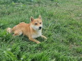 Un chien Shiba Inu LOF d’un an à la vente