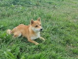 Un chien Shiba Inu LOF d’un an à la vente