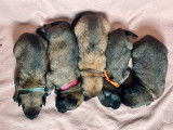 À réserver 6 chiots Bergers Belges Malinois (LOF)