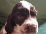 Des chiots Cockers Anglais LOF à la réservation