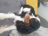 Cherche mâle Cavalier King Charles pour saillie