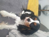 Cherche mâle Cavalier King Charles pour saillie