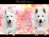 Chiots Berger Blanc Suisse à poil long à réserver