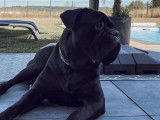 Django, mâle Cane Corso disponible pour saillie