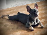 Mâle Bouledogue Français gris yeux bleus disponible pour saillie