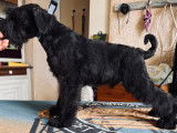 Sublime Schnauzer Nain noir LOF à vendre