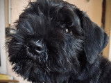 Sublime Schnauzer Nain noir LOF à vendre