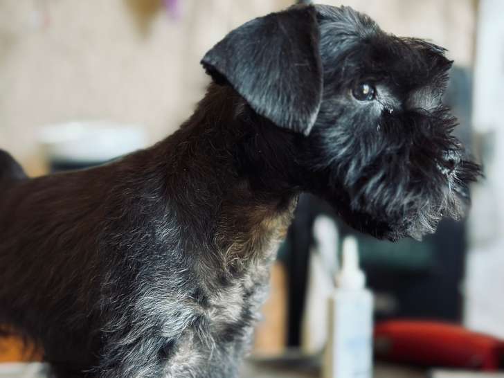 Chiots d'apparence Schnauzer Nain à vendre