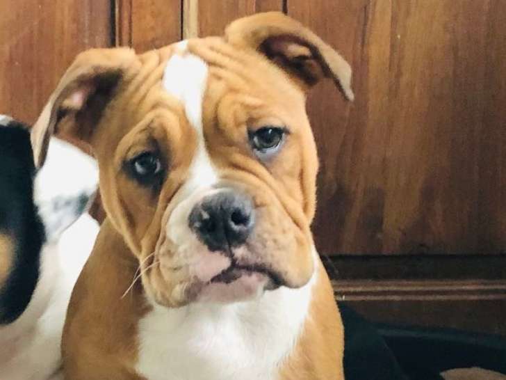 Chiots Old English Bulldog à vendre