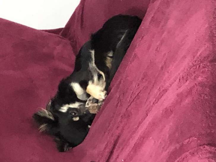 Atlas, mâle Chihuahua à poil long disponible pour saillie