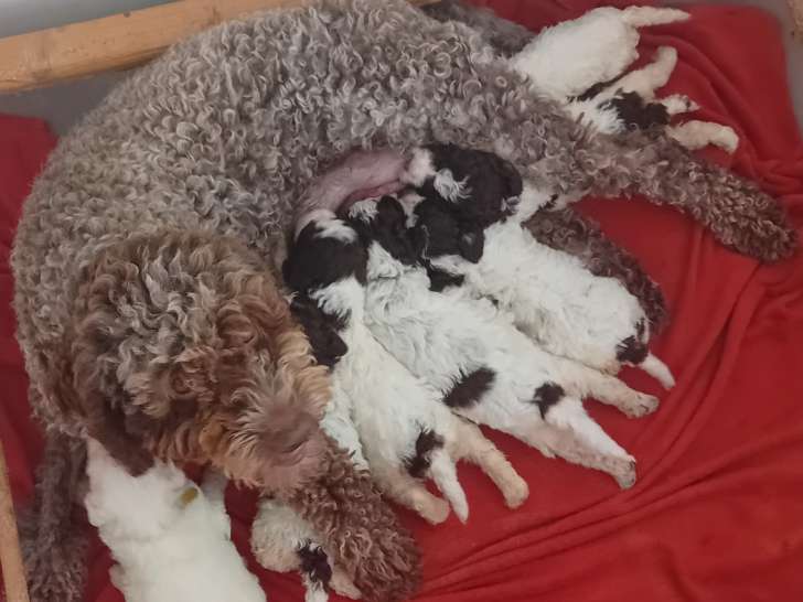 Chiots Lagotto Romagnolo LOF à vendre
