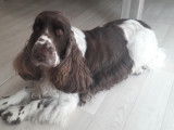 Femelle Cocker Anglais disponible pour saillie