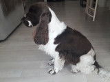 Femelle Cocker Anglais disponible pour saillie