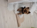Mâle Yorkshire Terrier disponible pour saillie