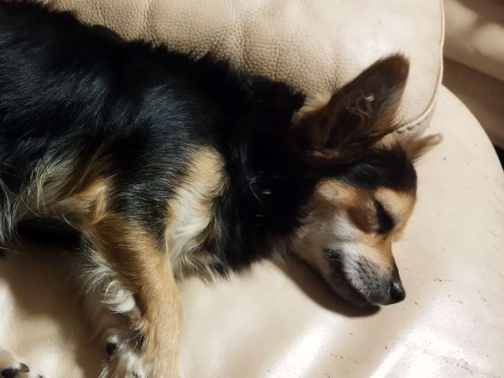 Mâle Chihuahua à donner