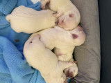 Chiots de type Westie à vendre