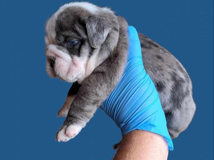 Chiots Bouledogue Anglais à vendre