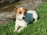 Femelle Jack Russell disponible pour saillie
