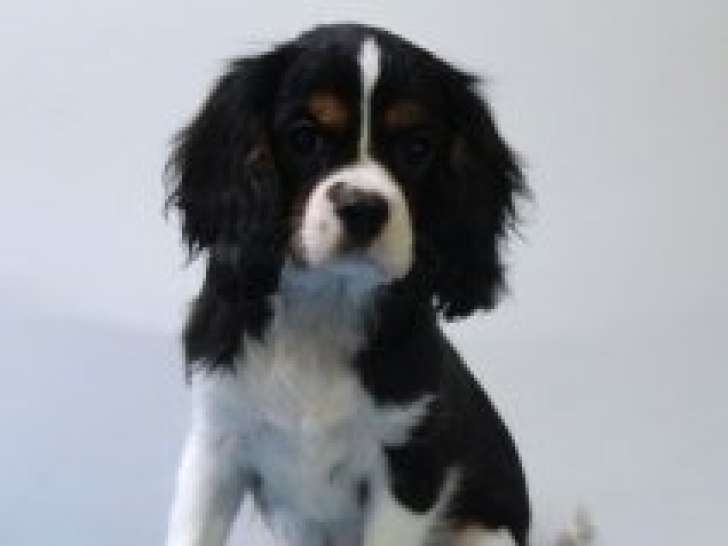 Adorables chiots Cavalier King Charles à vendre