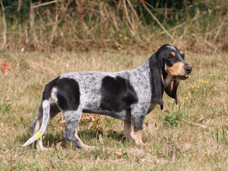 Chiot Basset Bleu de Gascogne LOF à vendre