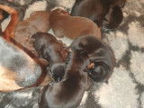 Chiots de race Dobermann à vendre (7 femelles & 7 mâles)