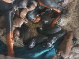Chiots de race Dobermann à vendre (7 femelles & 7 mâles)
