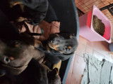 Chiots de race Dobermann à vendre (7 femelles & 7 mâles)